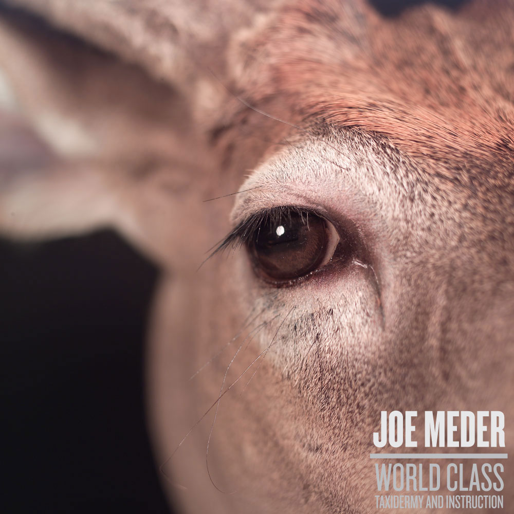 how to know front from back on joe meder deer eye jm32