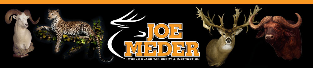 Joe Meder _ Iowa Taxidermy and Taxidermy Class Instruction